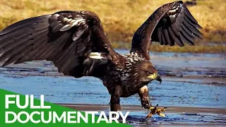 Wild Germany: The Mecklenburg Lake Plateau | Free Documentary Nature video