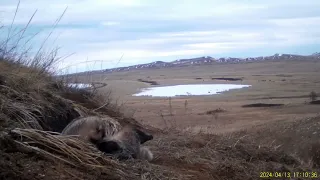 Проснулся, потянулся, привел себя в порядок