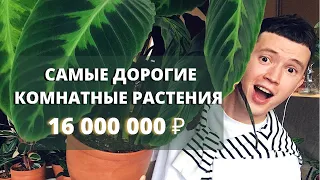 ТОП 5 Самых Дорогих Комнатных Растений » За Что?!