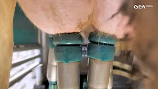 Відео роботи доїльного робота GEA Dairy Robot R9500