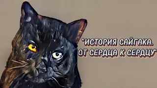 Фильм "Сайгак" Спасение бездомного кота 🐱