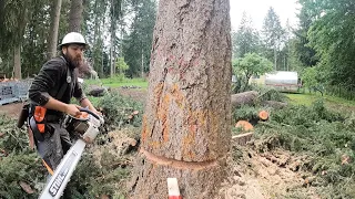 Cutting Down a Couple Fir Trees  🪓🌲