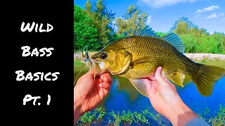 Wild Bass Basics Pt. 1 | Where, When & How to Catch Them