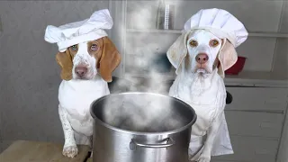 Chef Dogs Make Soup: Funny Dog Maymo & Potpie Make Their Favorite Soup Recipes