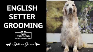 English Setter Grooming - K9 Dog Groomers - 11 year old neutered Orange Belton E/S, bath & tidy up