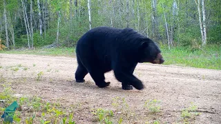 Huge male black bear following female bear in northern Minnesota