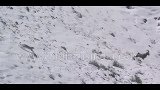 Snow Leopard incredible flight, fall and fight - rare footage from the Himalaya