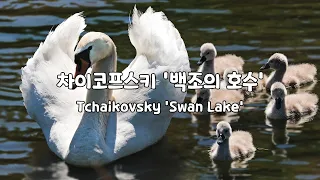 [일간클래식] 차이코프스키 '백조의 호수' (1시간듣기) ♬Tchaikovsky 'Swan Lake' (1Hour Repeat)