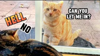 The Evolution Of the Relationship Between A Stray Cat and A Indoor Bully Cat #cute #cats #catsvideo