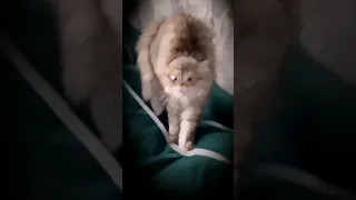 Кто снимает видео? 😰//#cat