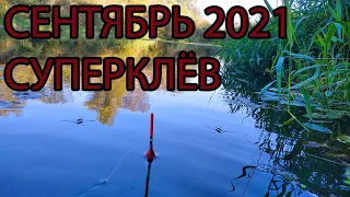 Первая рыбалка в сентябре 2021, отличный клёв на новых местах!