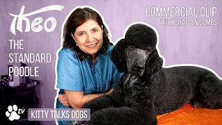 Kitty Talks Dogs - Grooming Theo The Standard Poodle With Snap-On-Combs