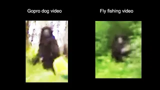 GoPro on Dog HOAX video