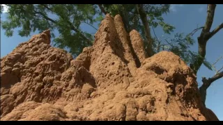 La Citadelle Assiégée - Fourmis vs Termites - Documentaire