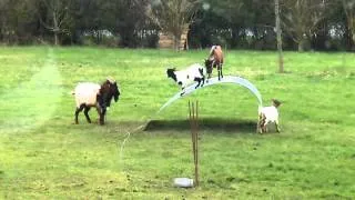 Goats balancing on sheet metal, Boum!