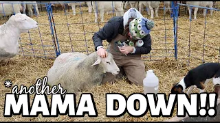 MASTITIS STRIKES AGAIN!!  |  Vlog 762