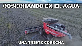 TRATANDO de COSECHAR la SOJA en el AGUA con todo el EQUIPO, CINCHANDO un CAMIÓN con LLUVIA!!!