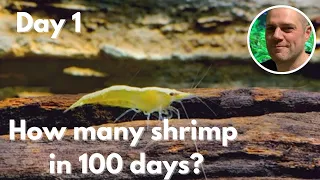 100 Day Neocaridina Shrimp Breeding Challenge! HOW MANY SHRIMP WILL I PRODUCE IN 100 DAYS?