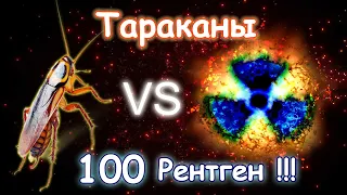 Рентген против Тараканов! Проверка выживаемости. Cockroaches vs X-rays!