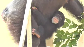 Baby chimpanzee Her big sister had fun playing with her. Twin sisters, Kalan, Koe, Yotsuba.