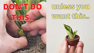 Don't do this when propagating your Snake Plant pup!