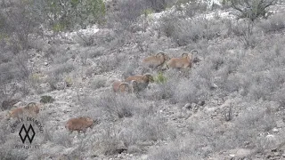 Larry's Aoudad Hunt