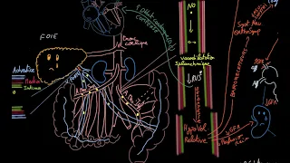 Syndrome hépato-rénal - Docteur Synapse