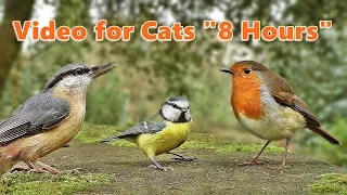 Videos for Cats to Watch - Bird Fun * 8 HOURS *