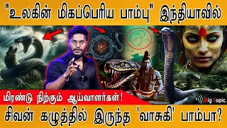 🐍இந்தியாவில் கிடைத்த "உலகின் மிகப்பெரிய பாம்பு"| Largest Snake | Indicus | Lord Shiva's Snake Vasuki