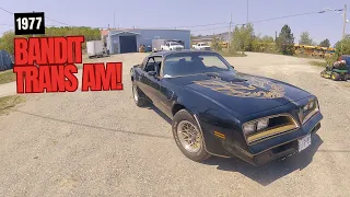 1977 Y82 Bandit Trans AM!