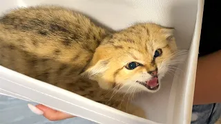 SAND CATS HELP MAINE COON WITH KITTENS / Melissa hid the kittens in the closet