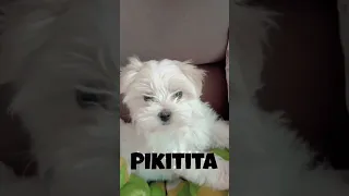 Is not my name! #shorts #shortsviral #maltese #dog #dogs #doglover #puppy