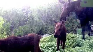 Mama moose and her twin babies spent two days In our yard.