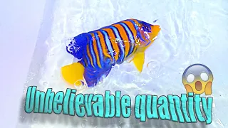 HUGE QUANTITY MARINE FISH SHIPMENT NEVER SEEN BEFORE | best quality marine fish