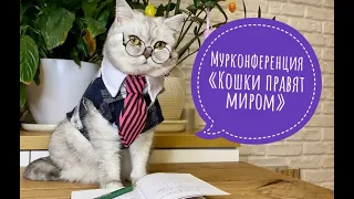 Смешные коты - Майя / тайная Мурконференция #кошка #кот #котики