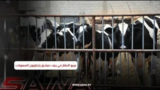 مربو الأبقار في ريف دمشق يتجاوزون الصعوبات ويستمرون بالعمل