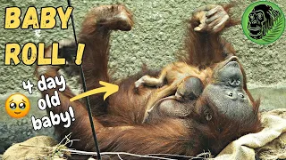 Mother Orangutan Rolls With Adorable 4 Day Old Baby