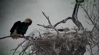 03 14 21 Standley Lake nest changes during snow storm