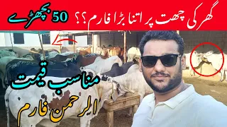 Al-Rehman Farm Qurbani Collection 2022 | Price range 100k to 450k | @farmerboys89