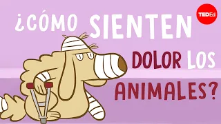 ¿Cómo experimentan dolor los animales? - Robyn J. Crook