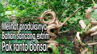 MASTER RANTO BONSAI - PRODUKSI SANCANG EXTRIM‼MELIHAT LANGSUNG DI KEBUN GROUNDINGNYA