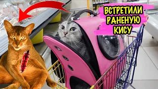 С КОТОМ ВХОД РАЗРЕШЁН! ВСЕ КОТЫ НА ПРОГУЛКЕ!