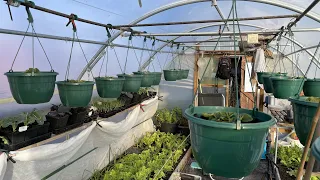 Polytunnel lessons learned and changes for 2023