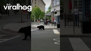 Black Bear Lost in Downtown Asheville || ViralHog