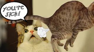💕 Kitty does an in-your-face fart to another cat. 💕 Cute, Funny and Smart Pets 42