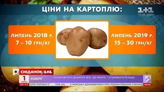 “Золота” бульба: чому ростуть ціни на картоплю