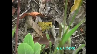 【海外の昆虫】チリの昆虫　2011③