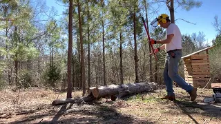 Cutting up some beautiful eastern red cedar.