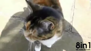 Кот мяукает очень глубоким басом  Cat has a crazy deep meow