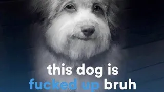 This dog is f up bruh (headphone warning)